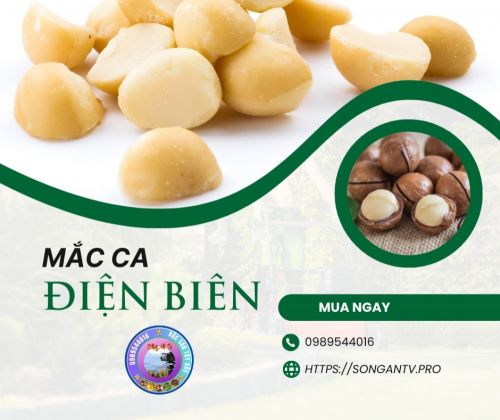 Mắc Ca Điện Biên - Loại Hạt rất tốt cho sức khoẻ