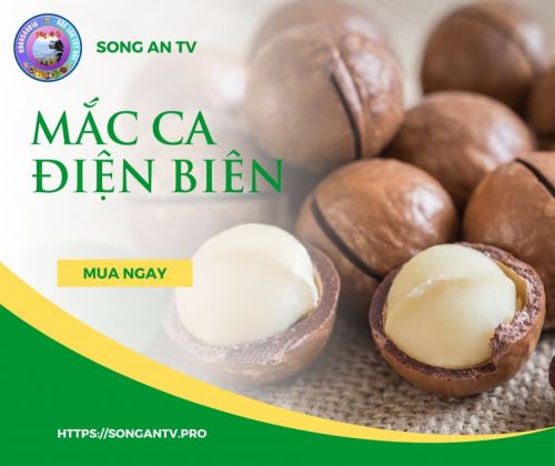 Mắc Ca Điện Biên - Loại Hạt rất tốt cho sức khoẻ