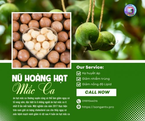 Mắc Ca Điện Biên - Loại Hạt rất tốt cho sức khoẻ