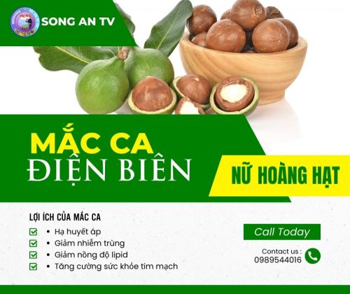 Mắc Ca Điện Biên - Loại Hạt rất tốt cho sức khoẻ