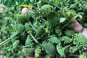 Nụ Hoa Tam Thất Thần Dược Cho Giấc Ngủ Vàng