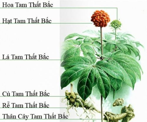 Nụ Hoa Tam Thất Thần Dược Cho Giấc Ngủ Vàng